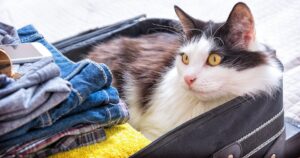 kat rejser med til udlandet