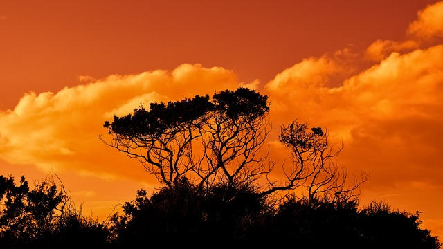 trees, branches, sunset