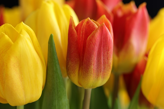 flowers, tulips, flower buds